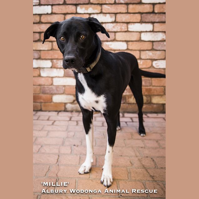 Photo of Millie
