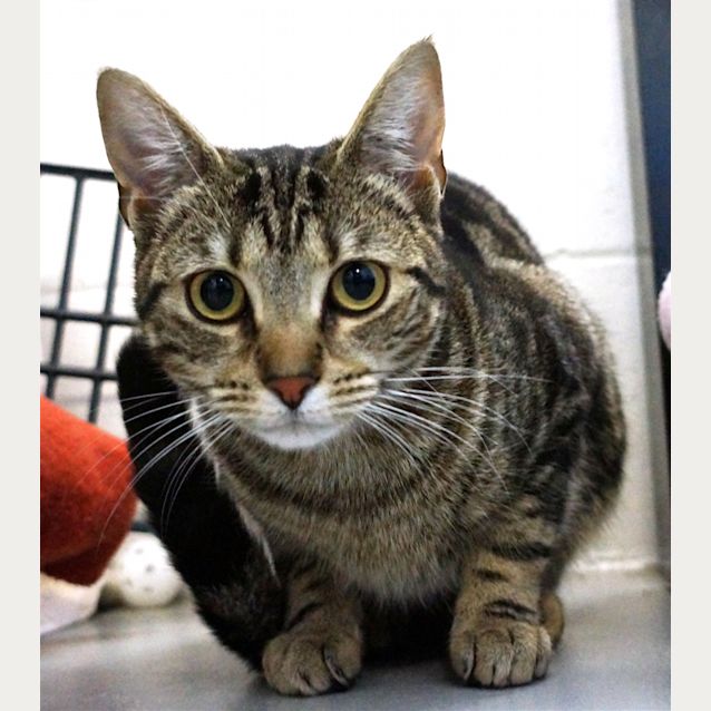 Photo of Pumpkin