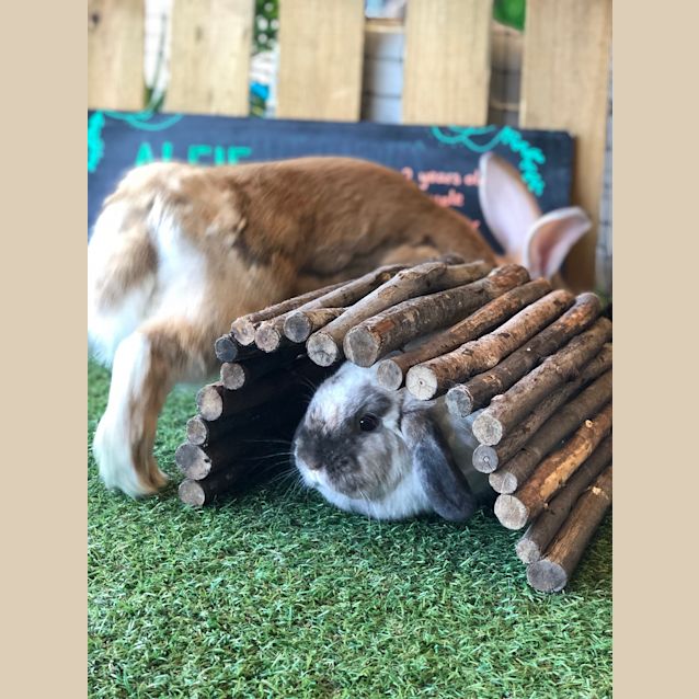 Photo of Alfie And Daisy