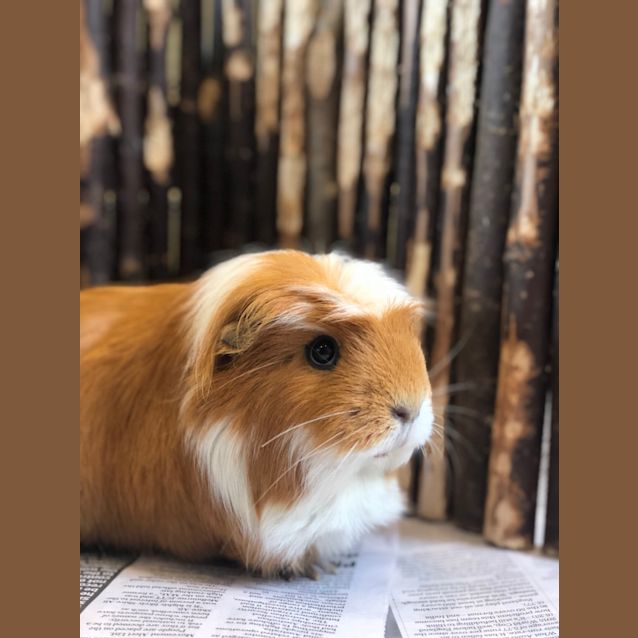 Photo of Florence And Peaches