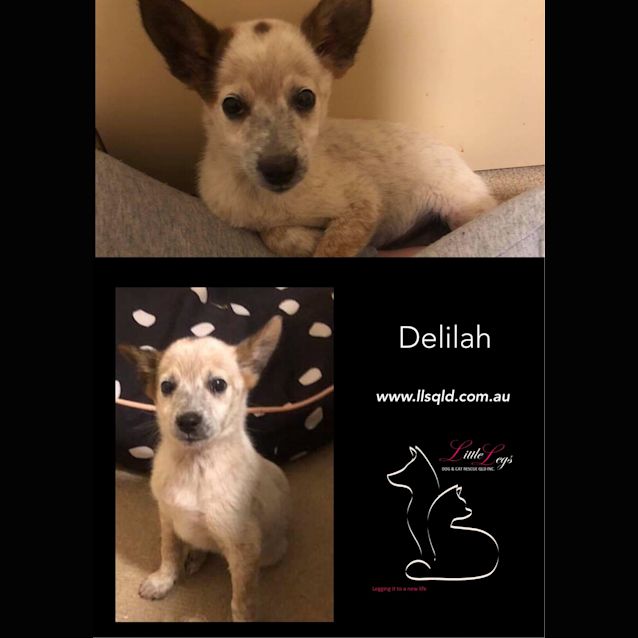 Photo of Delilah