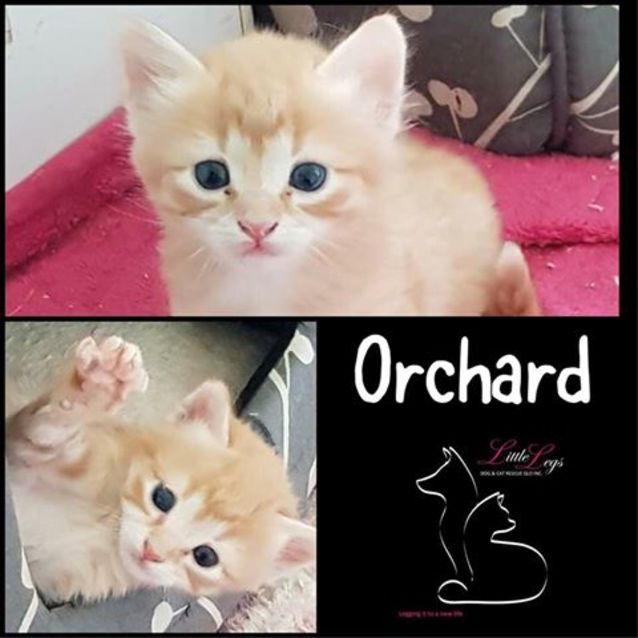 Photo of Orchard