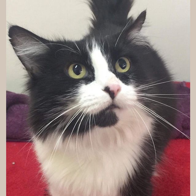 Photo of Chelsea   Located In North Melbourne