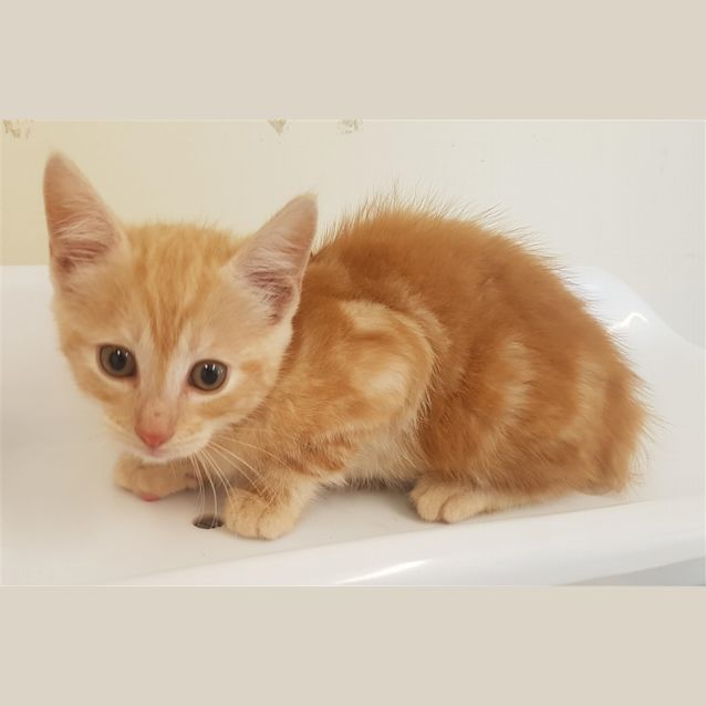 Photo of Peanut
