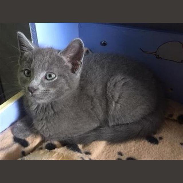 Photo of Astro