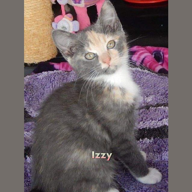 Photo of Izzy