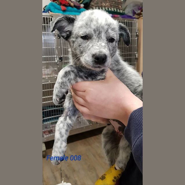 Photo of Spot