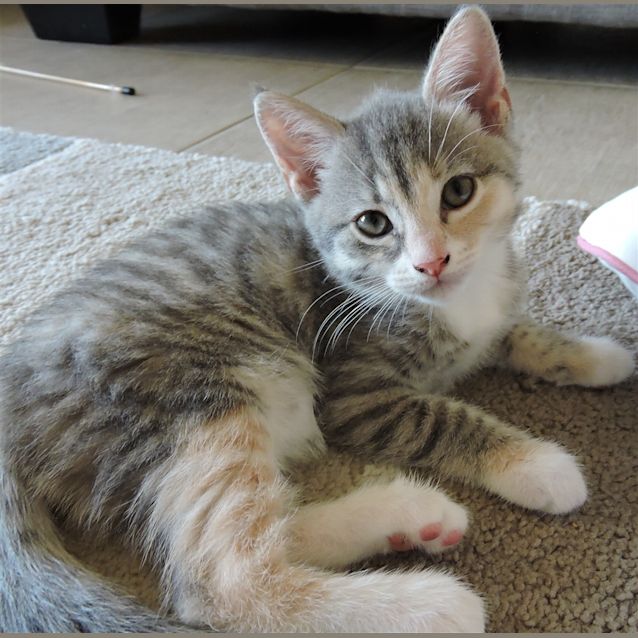 Photo of Cordelia