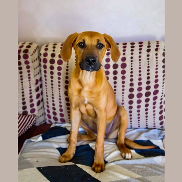 Photo of 🐶 Megz 🐶