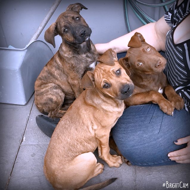 Photo of Chevy ** Loyal Loving Pup **
