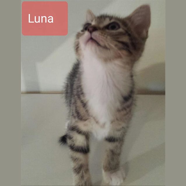Photo of Luna