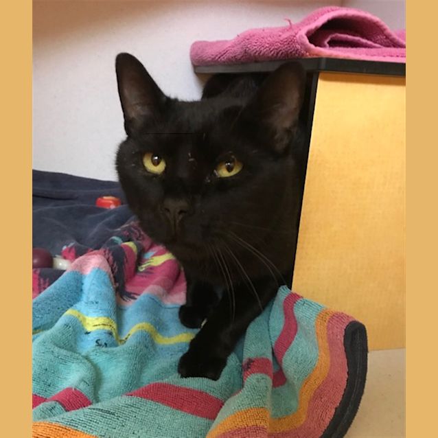 Photo of Jet