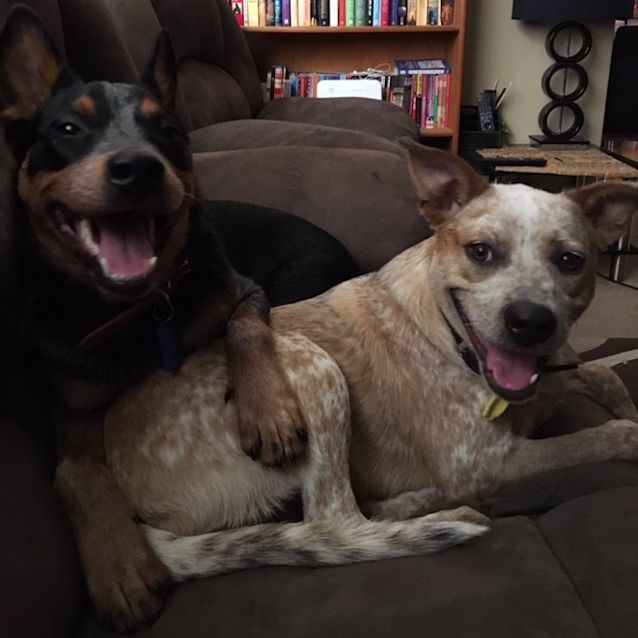 Photo of Billy ** Foster Carer Needed**