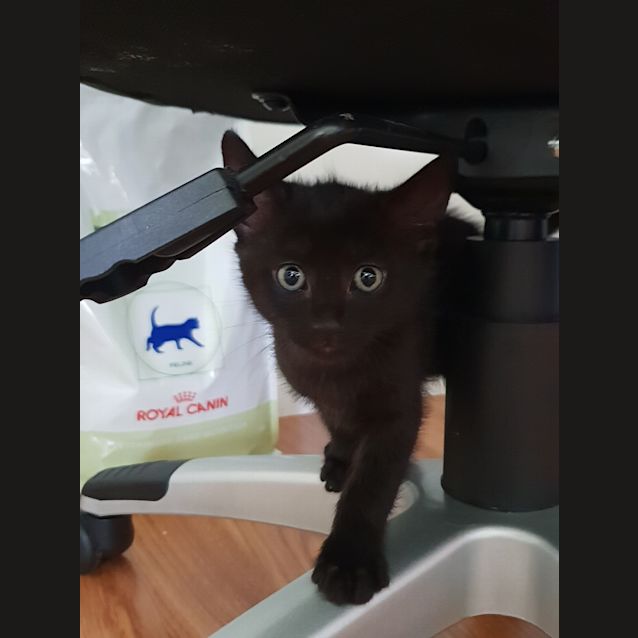 Photo of Moby