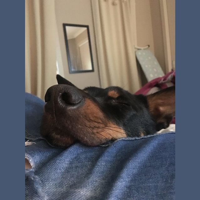 Photo of Benji