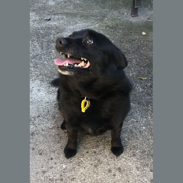 Photo of Onyx *Assisted Rehoming*