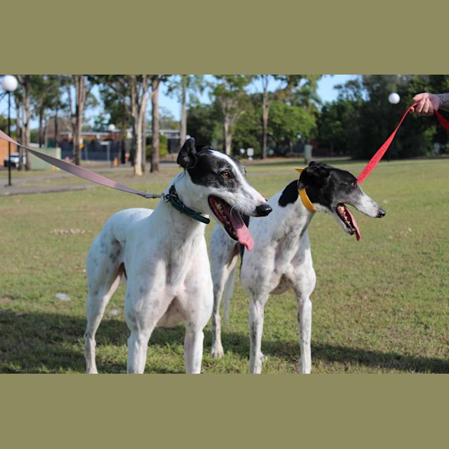 Photo of Spot & Marly