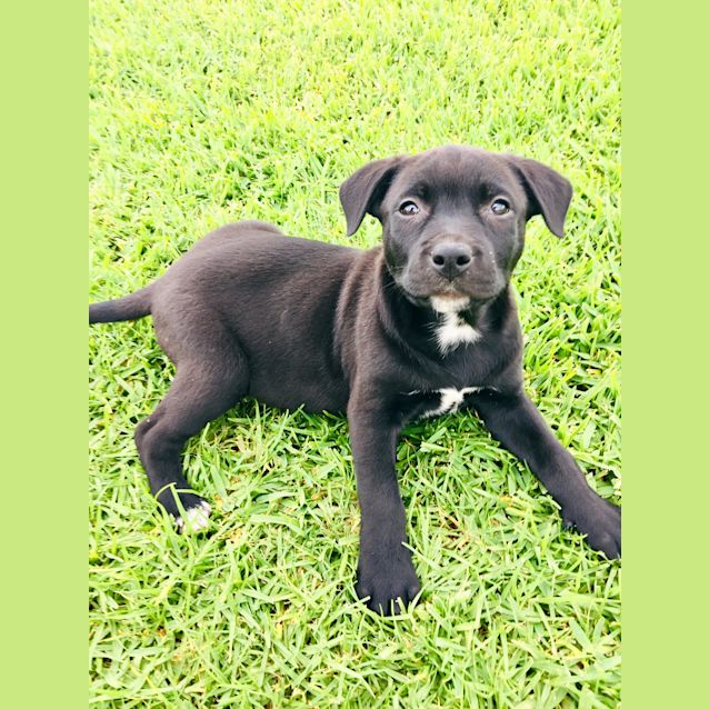 Photo of Olly ~ Bc X Kelpie X Staffy (On Trial 8/12/18)
