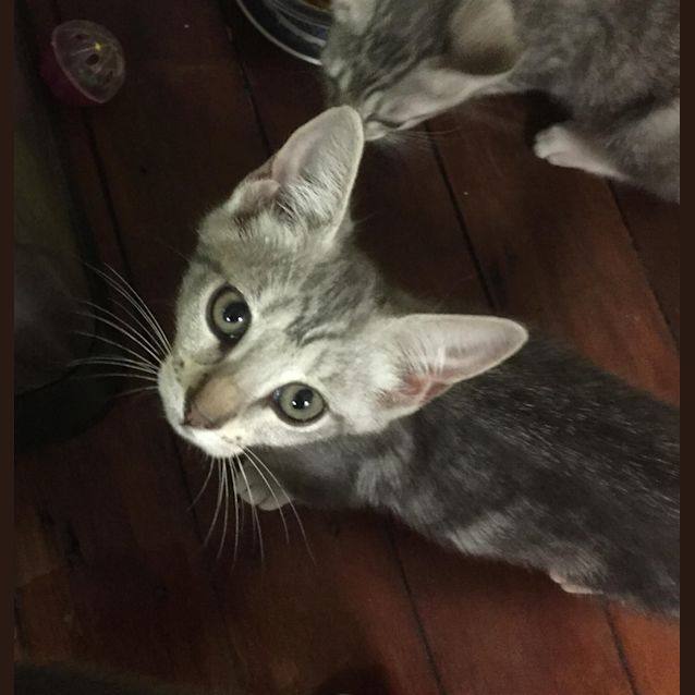 Photo of Petal