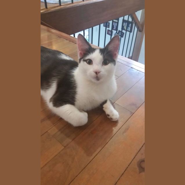 Photo of Checkers 