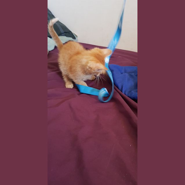 Photo of Thor