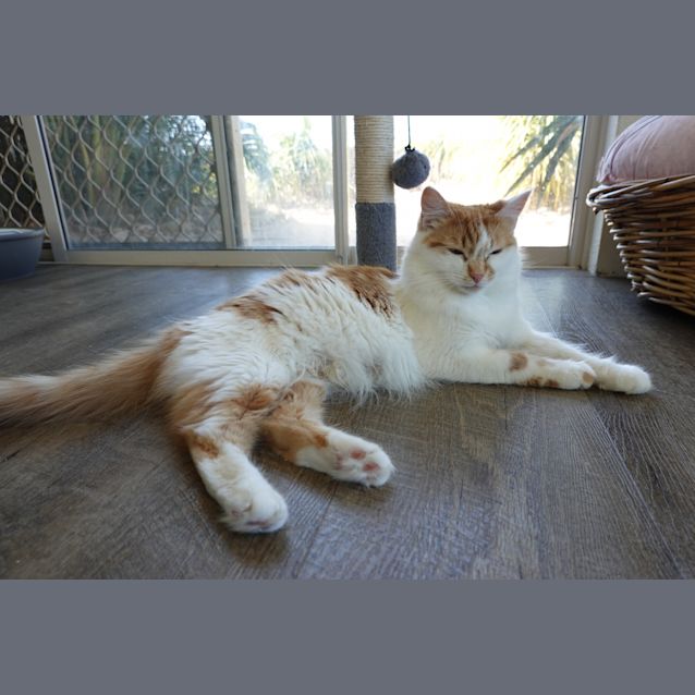 Photo of Daisy ^^Dandy Cat Rescue^^