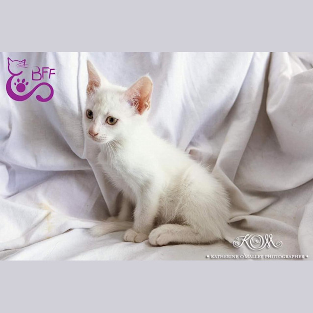Photo of Vanilla 