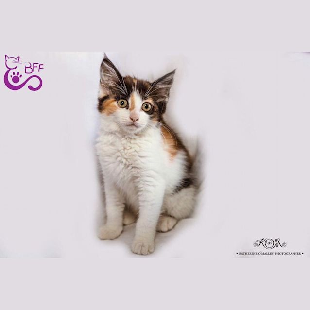 Photo of Chocolate 