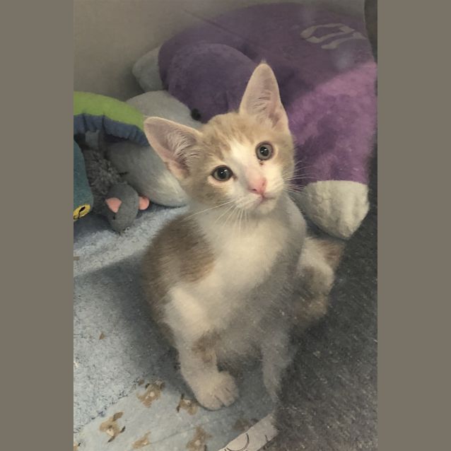 Photo of Crouton