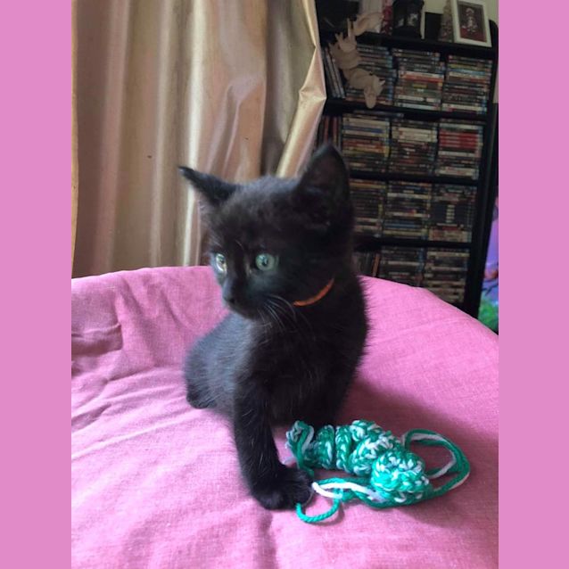 Photo of Merlot 