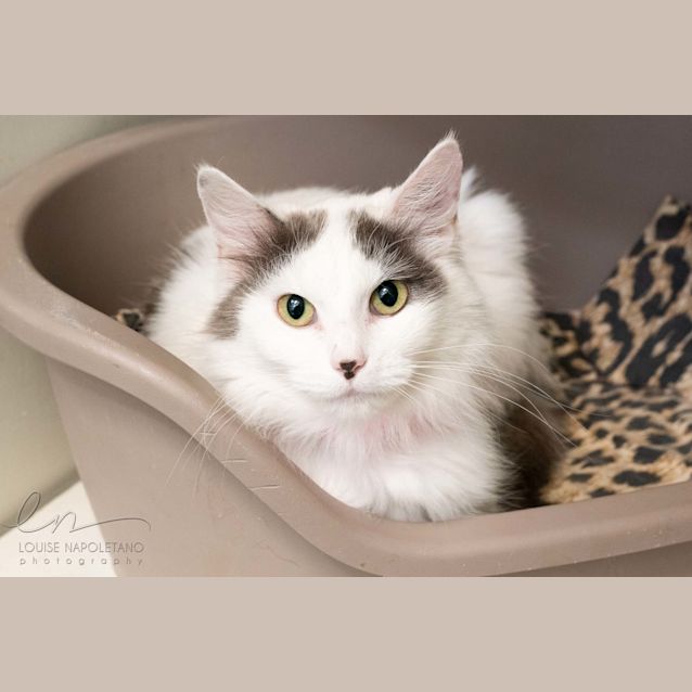 Photo of Serephina (4421)