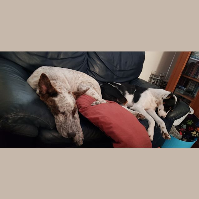 Photo of Aztec ~ Cattle Dog X Gsd (On Trial 29/12/18)