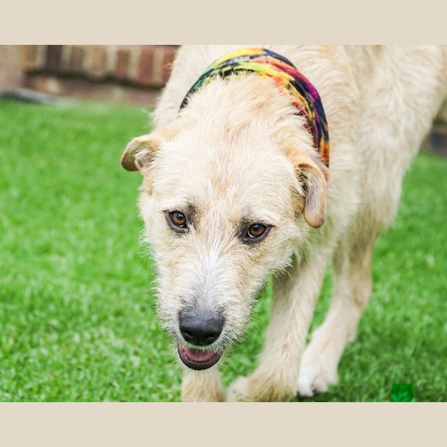 Photo of Quora ~ Wolfhound X (On Trial 5/12/18)