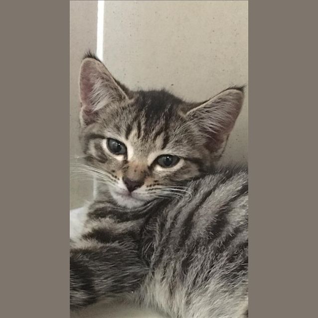 Photo of Willow