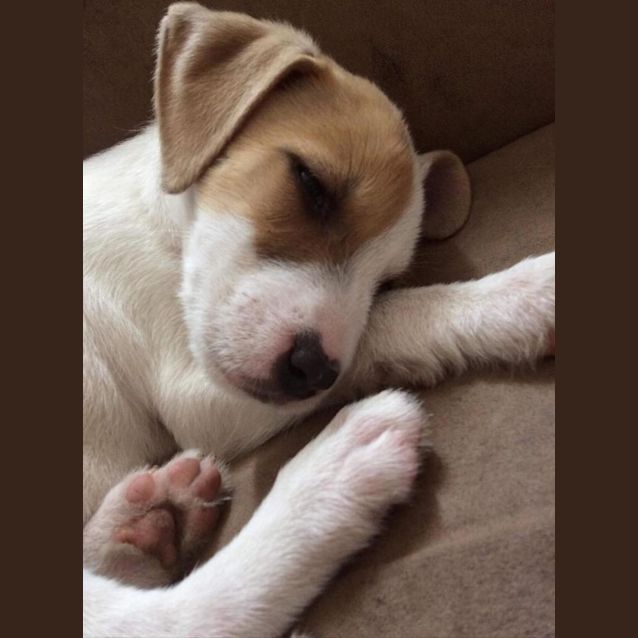 Photo of Piper