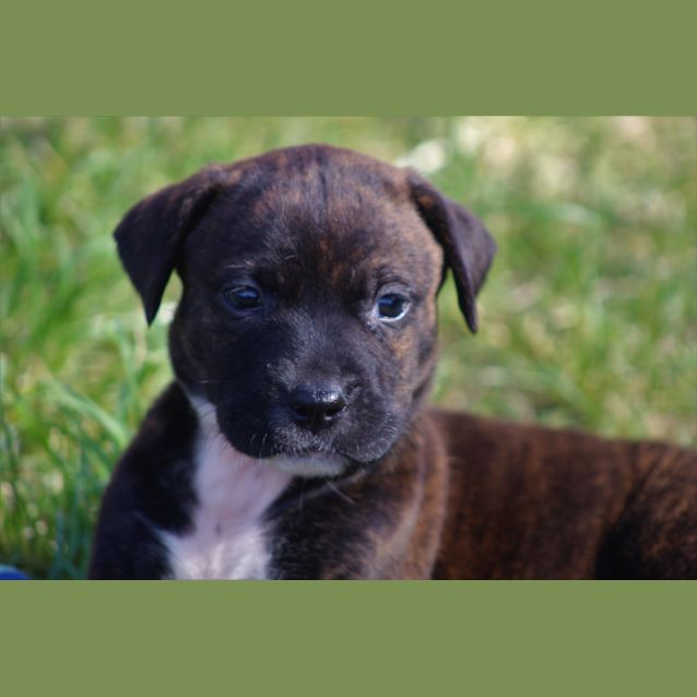 Photo of Olive 