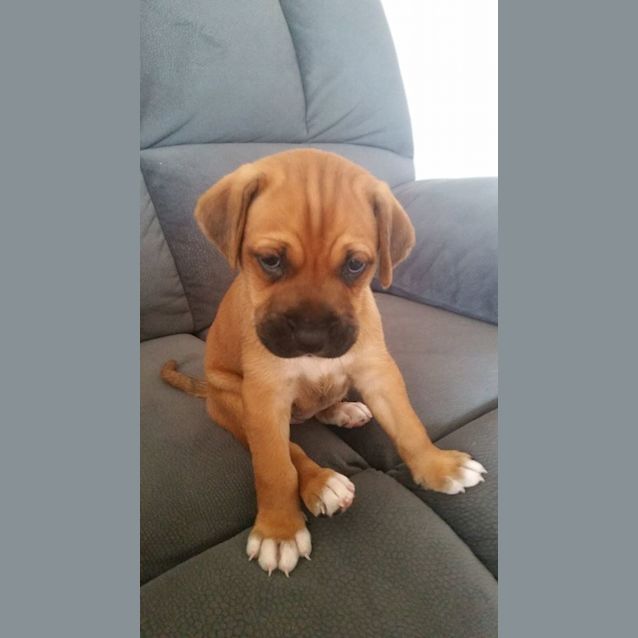 Photo of Biscuit 