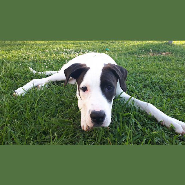 Photo of Trooper ~ Bull Arab X (On Trial 13/1/2019)