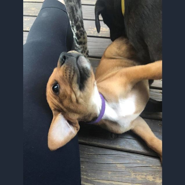 Photo of Cookie 