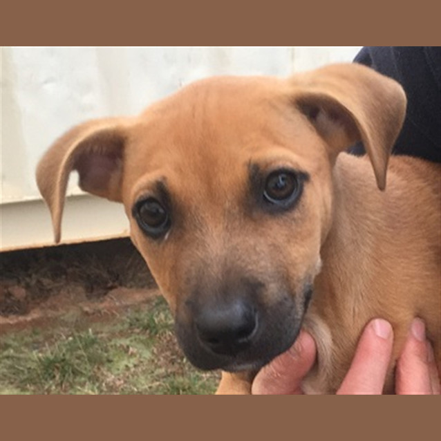 Photo of Penny