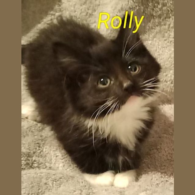 Photo of Rolly