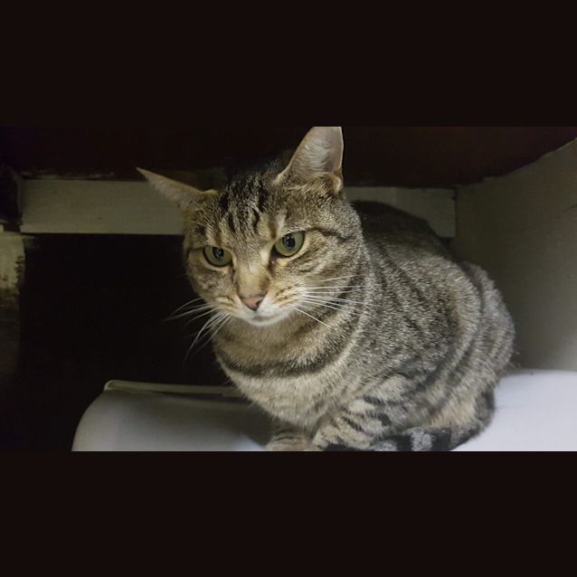 Photo of Pixie