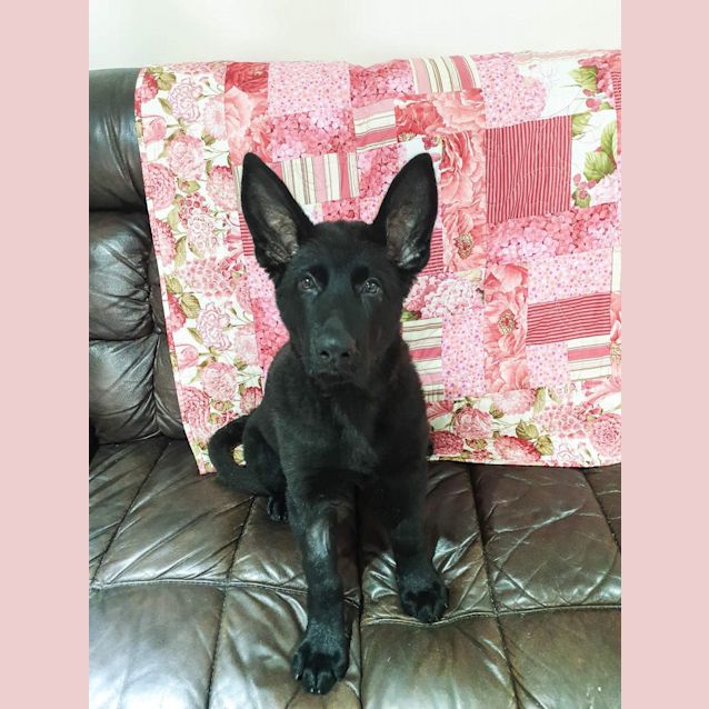 Photo of Onyx