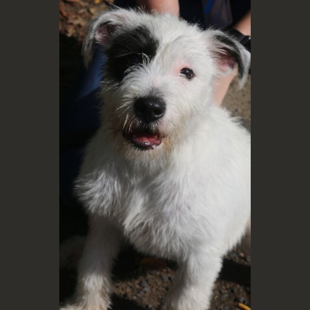 Photo of Dot