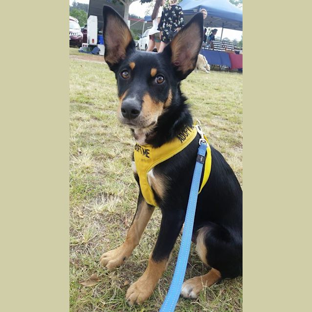 Photo of Apollo
