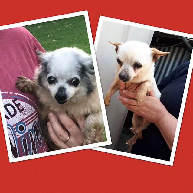 Photo of Tilly (And Diesel)