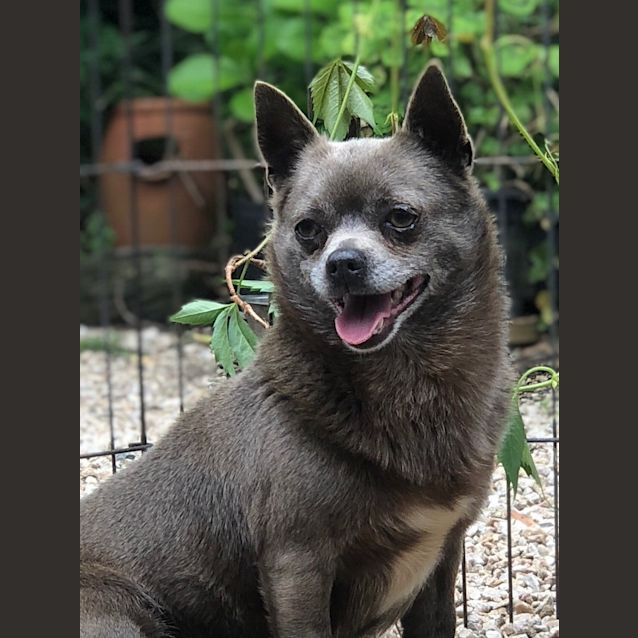 Photo of The Blues   Clyde (And Bonny)