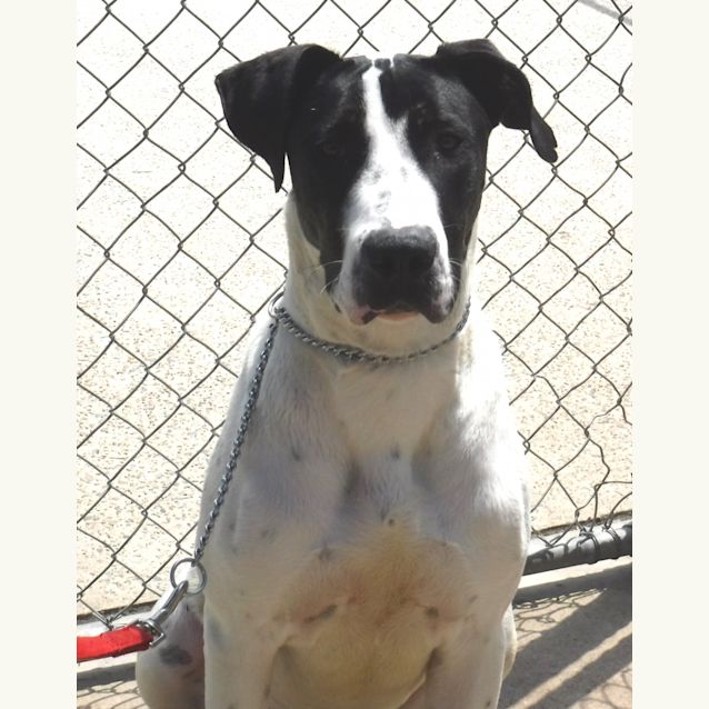 Photo of Freddie (Pcc 682)