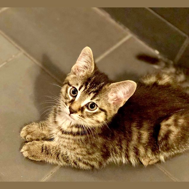 Photo of Playful Pugsley 