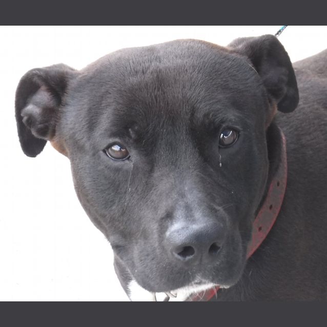 Photo of Ernie (Pcc 646)